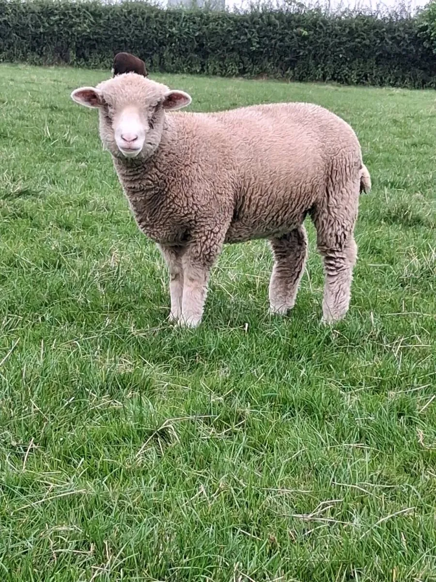 Dorset ram lambs - Image 3