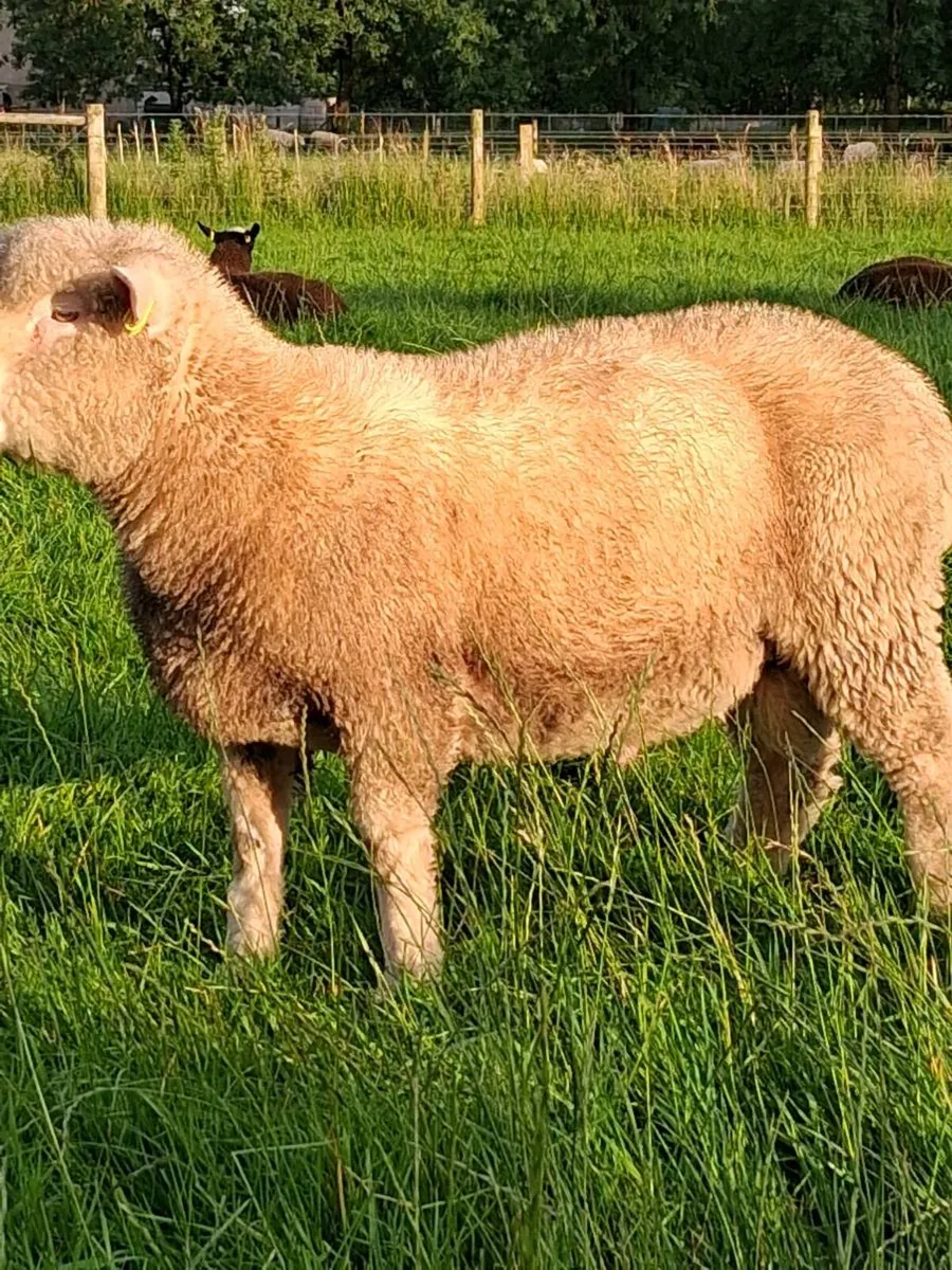 Dorset ram lambs - Image 4