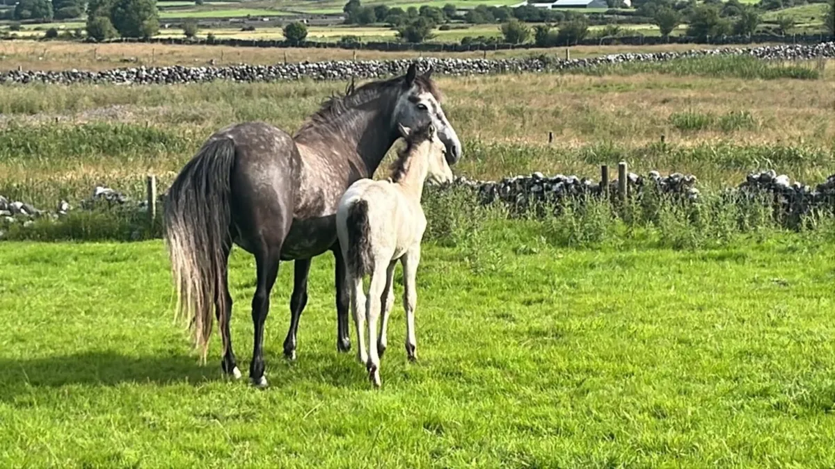 Connemara foals - Image 2