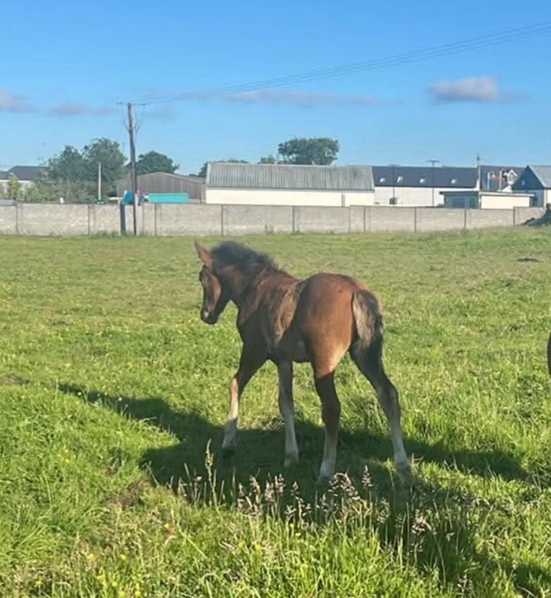 Connemara foals - Image 3