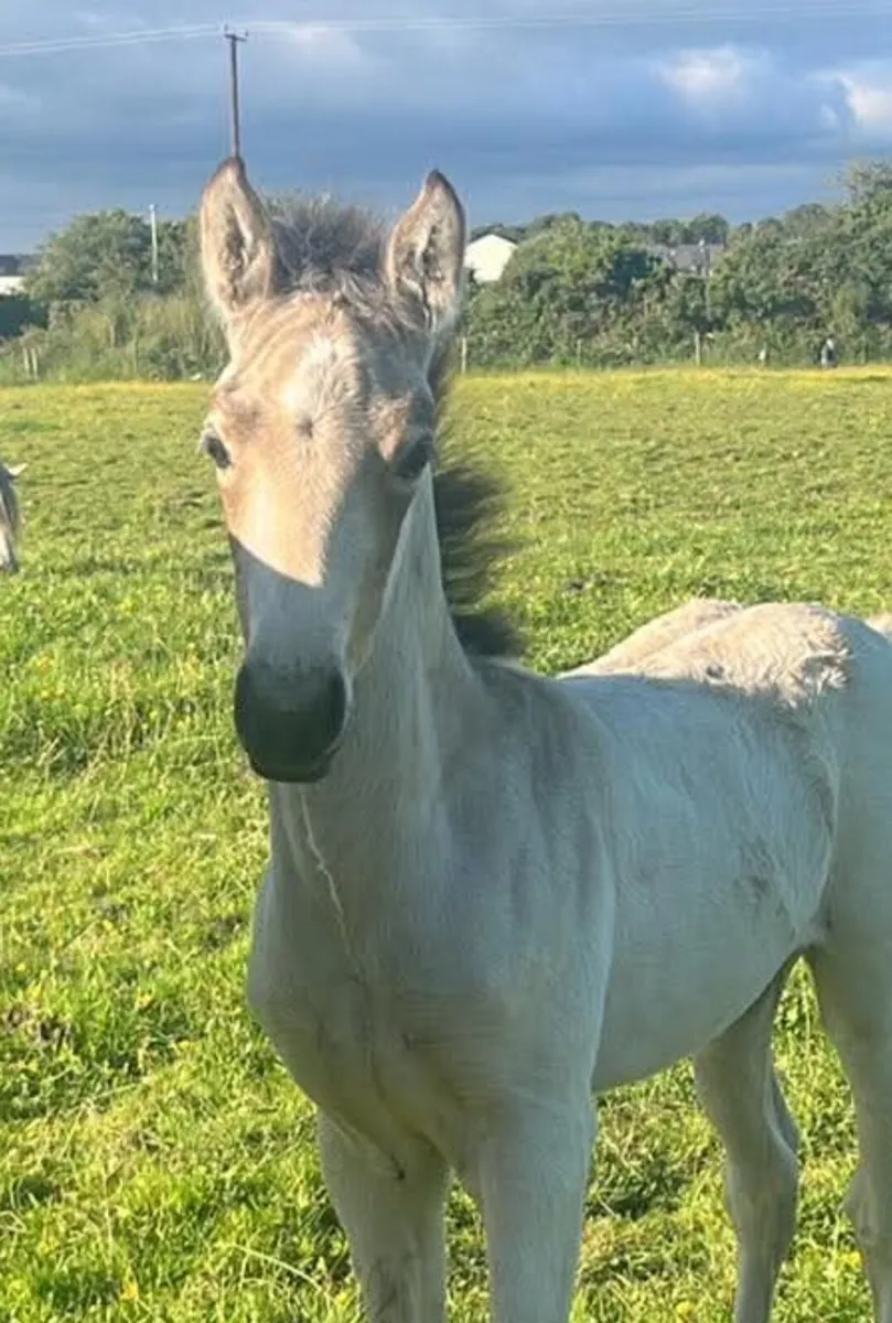 Connemara foals - Image 4