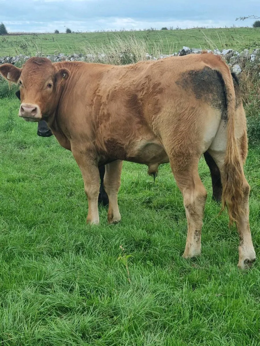 Organic bullocks - Image 1