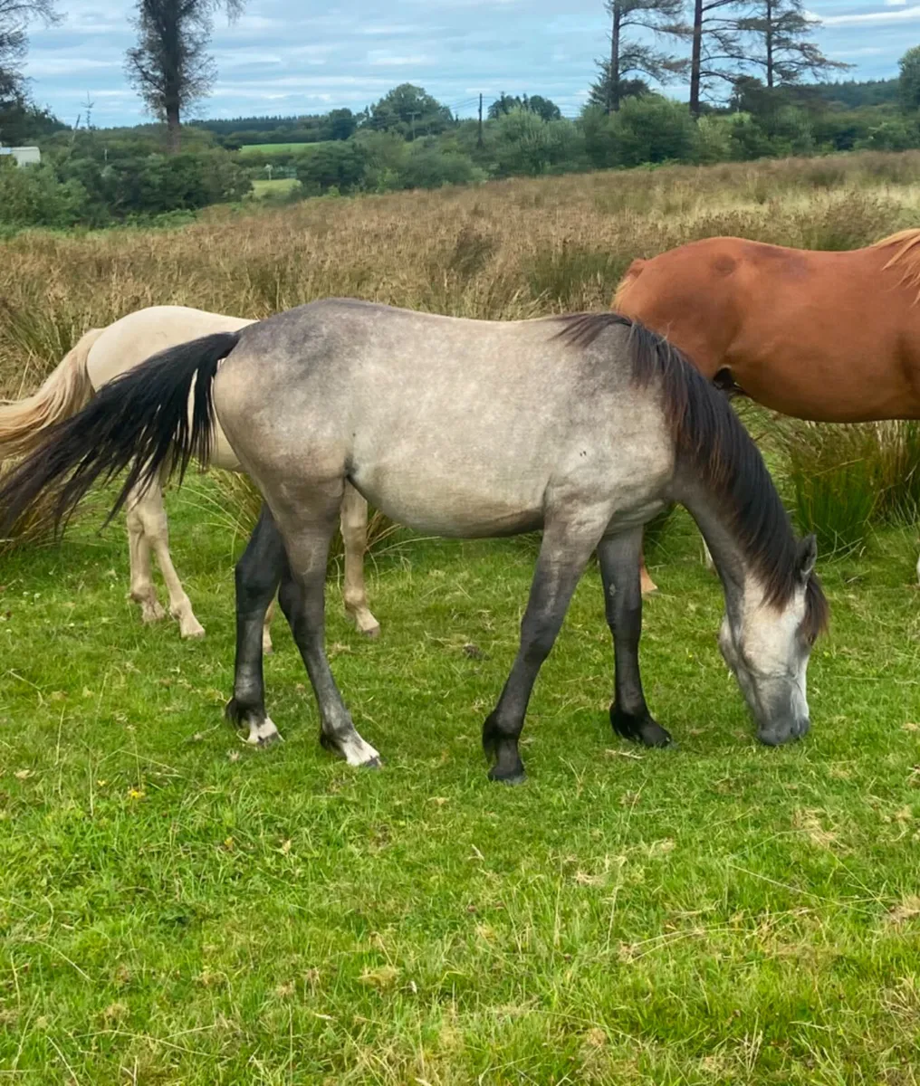 Irish draught cob cross yearling filly - Image 1