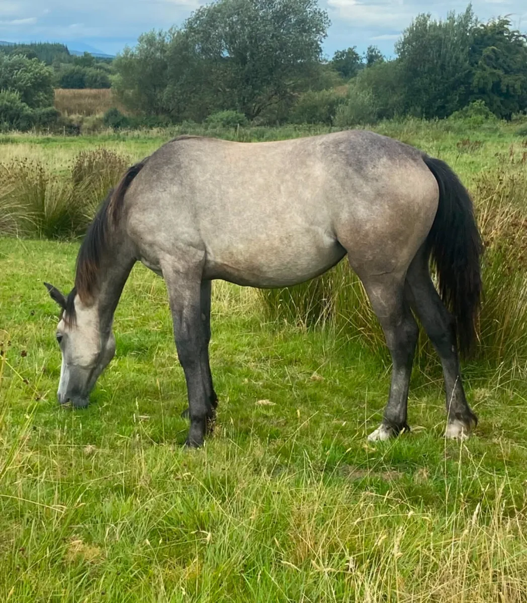 Irish draught cob cross yearling filly - Image 2