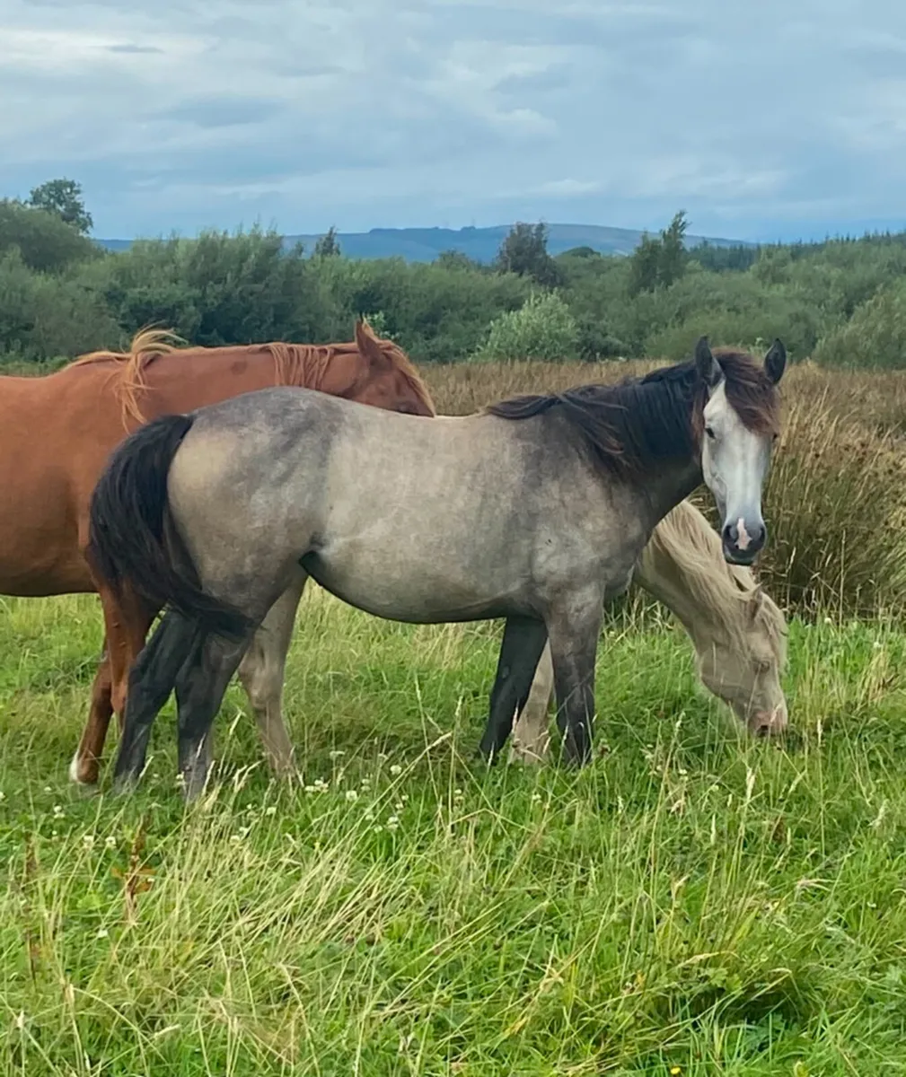 Irish draught cob cross yearling filly - Image 3