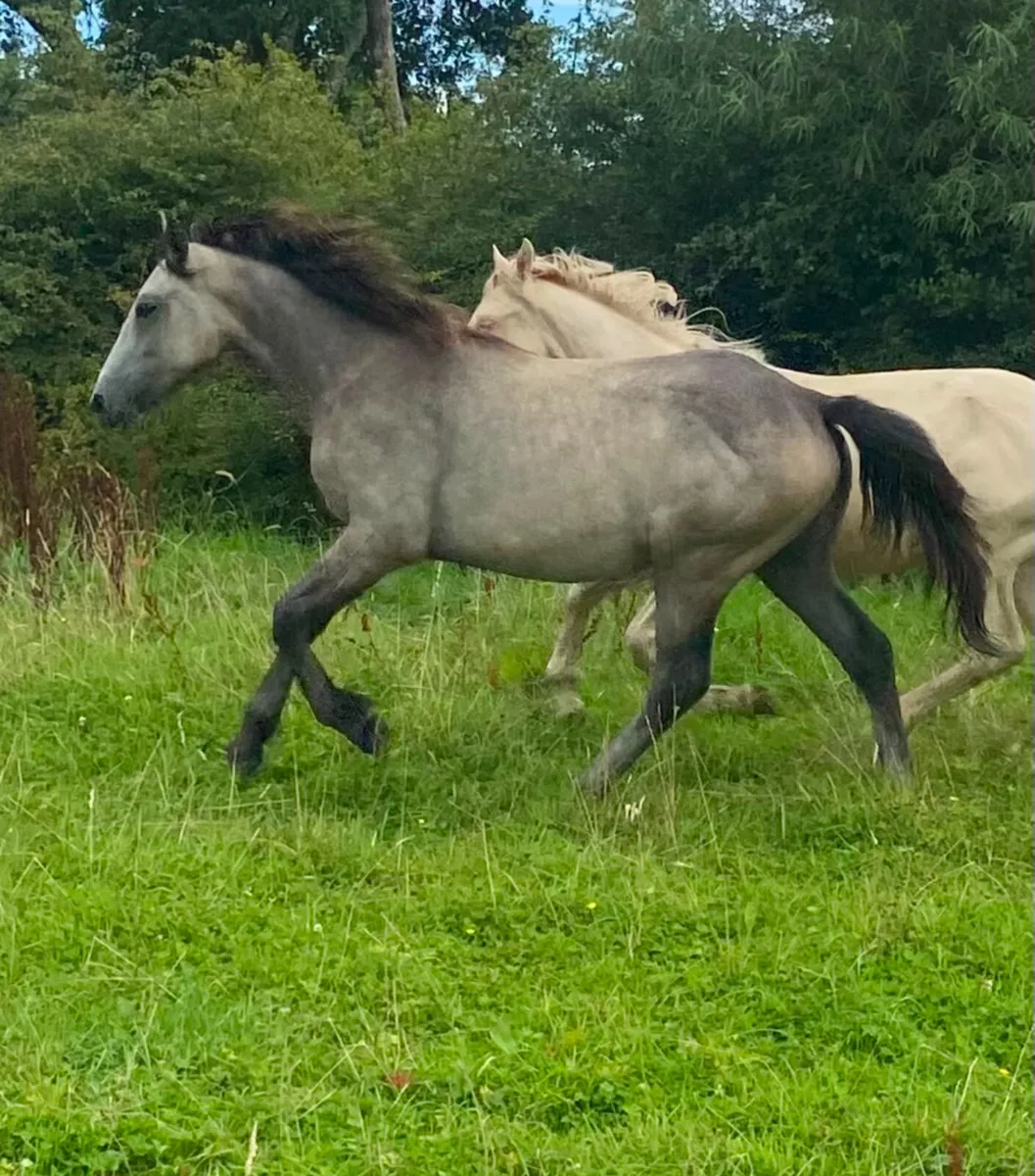 Irish draught cob cross yearling filly - Image 4