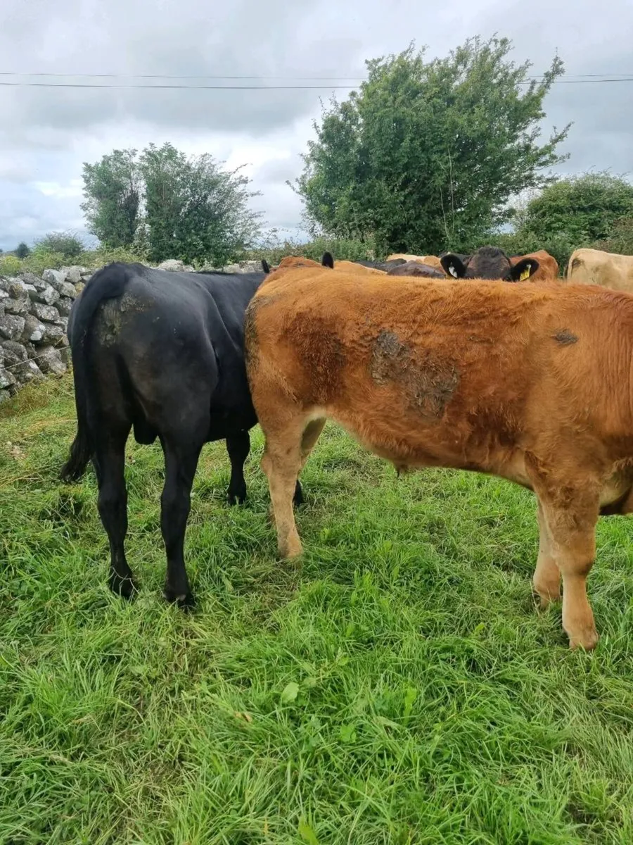 Organic bullocks - Image 4