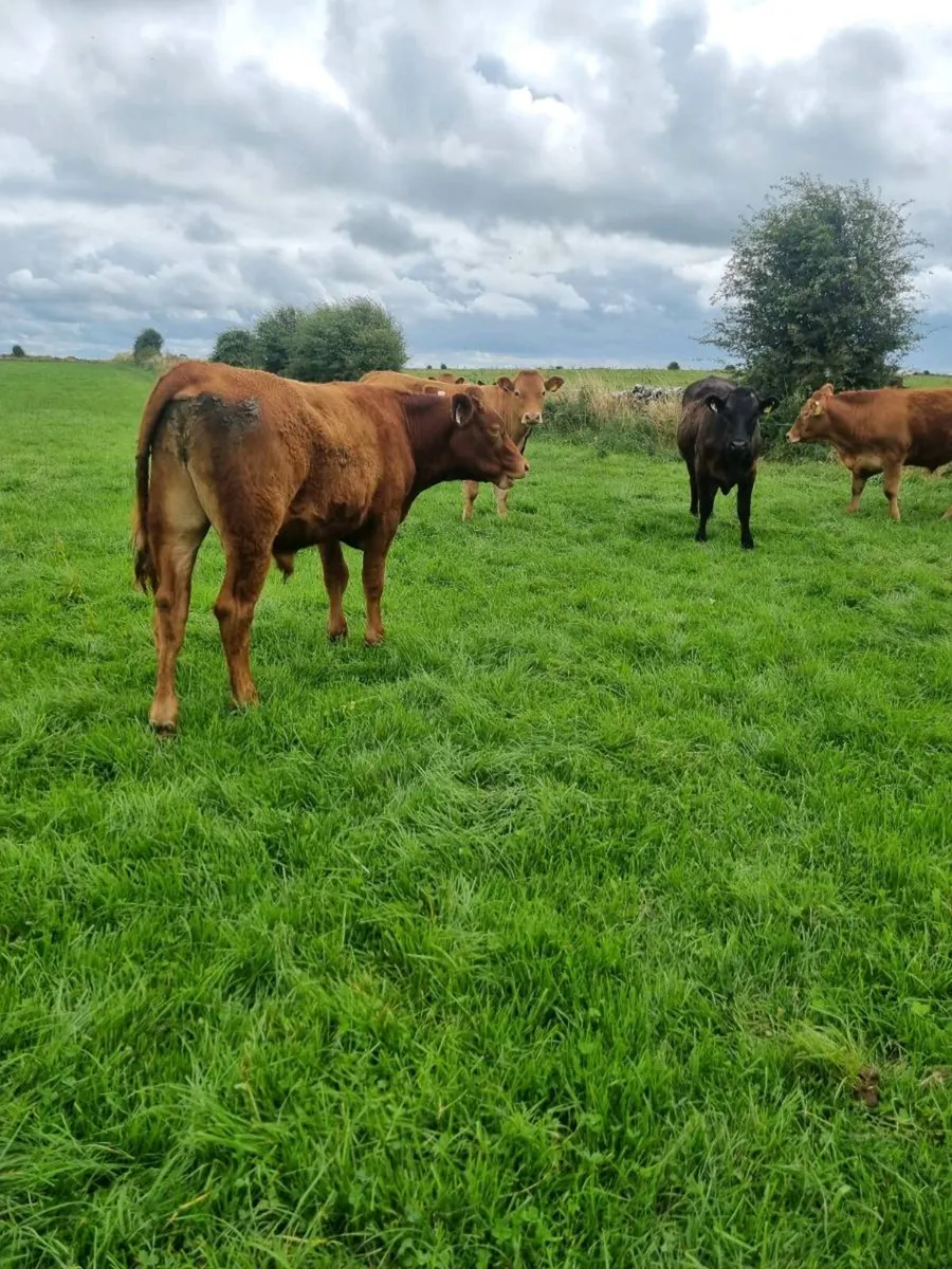 Organic bullocks - Image 2