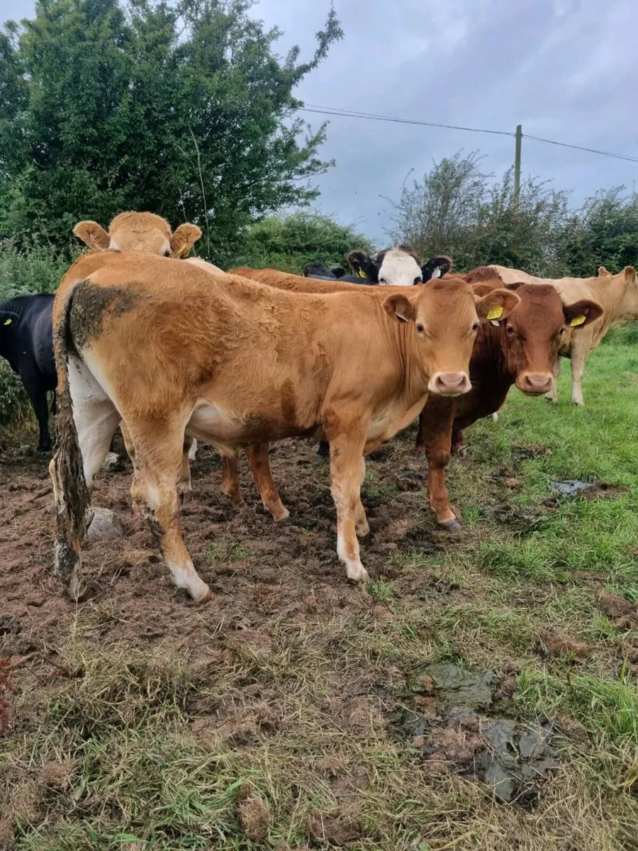 Organic bullocks - Image 3