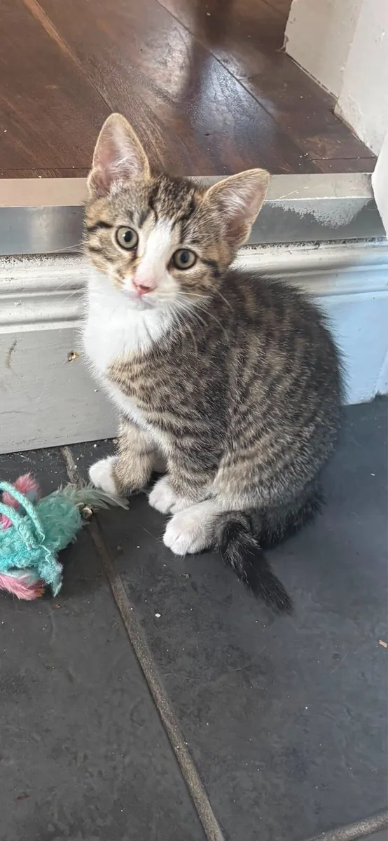 Kittens to good home - Image 1