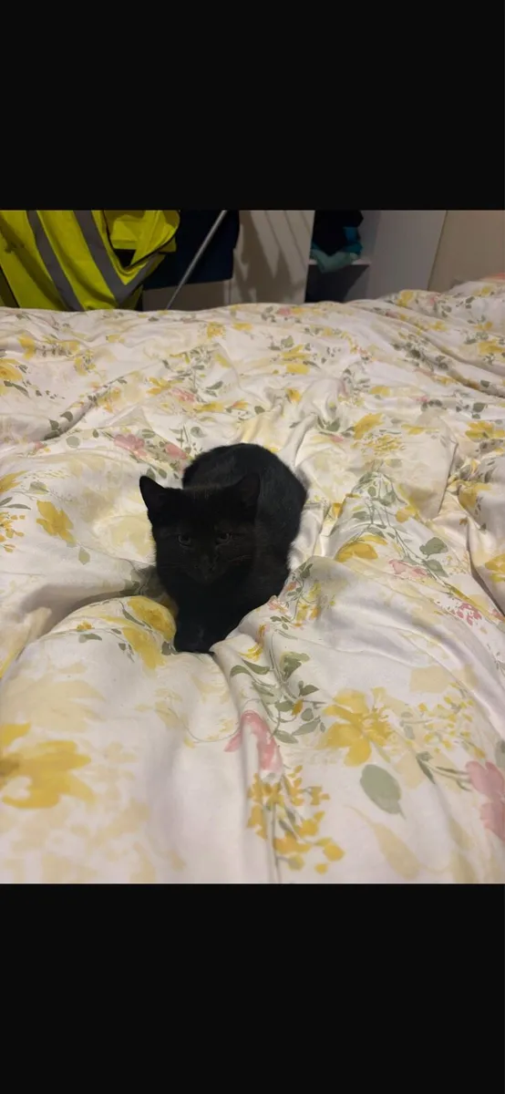 Kittens to good home - Image 2