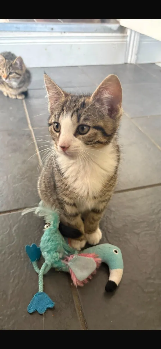 Kittens to good home - Image 3