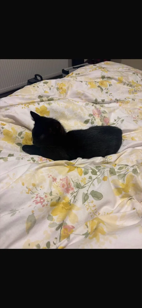 Kittens to good home - Image 4