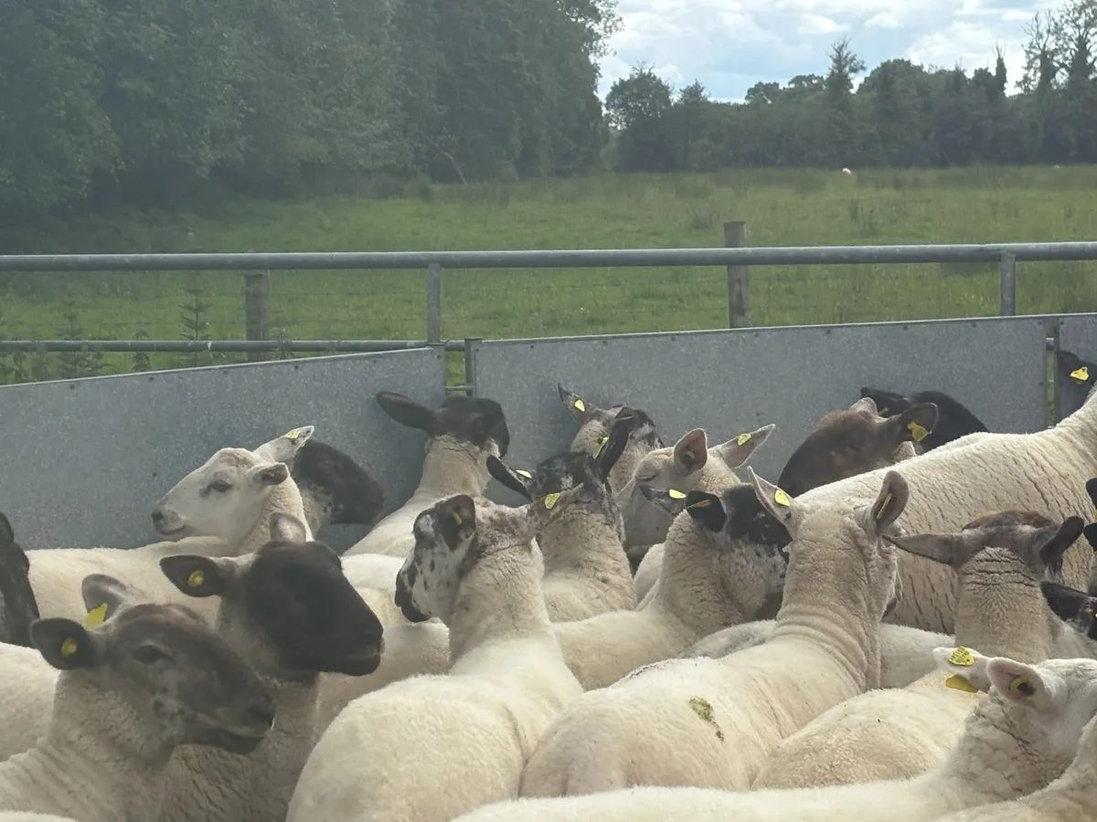 Good Quality Organic Hogget Sheep - Image 2