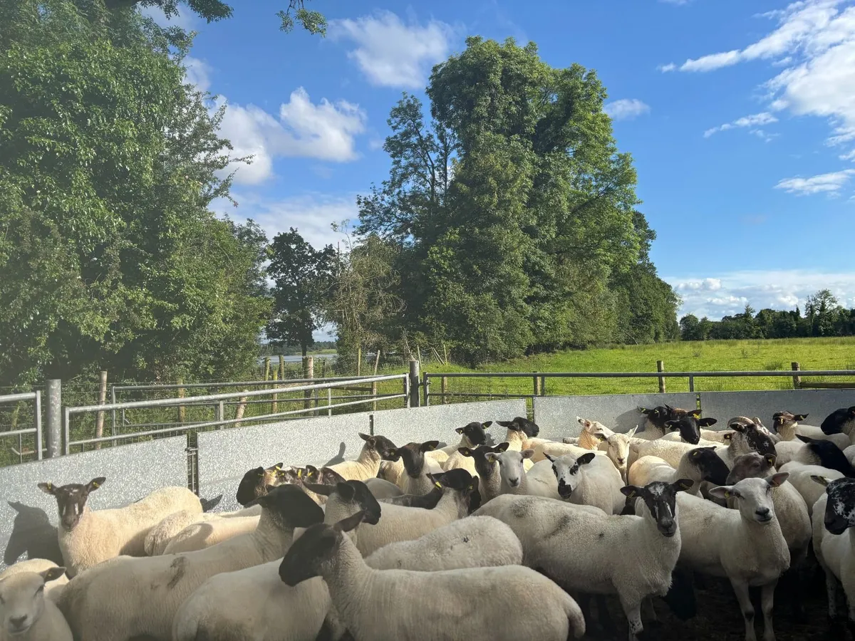 Good Quality Organic Hogget Sheep - Image 3