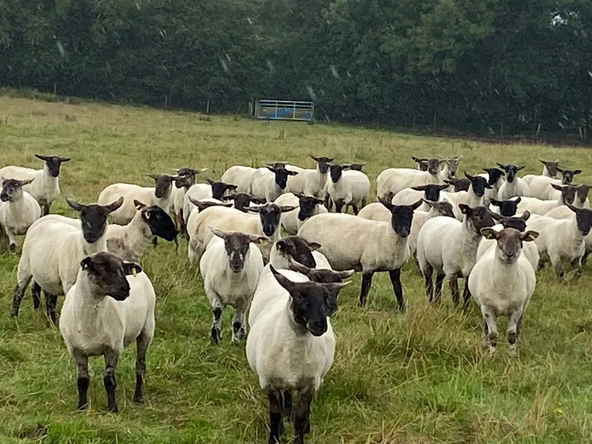 Good Quality Organic Hogget Sheep - Image 4