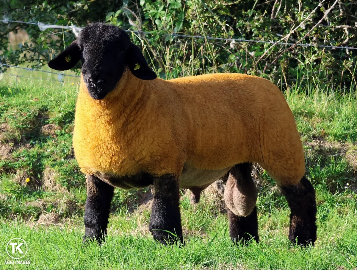 Suffolk Ram Lamb SIS eligible