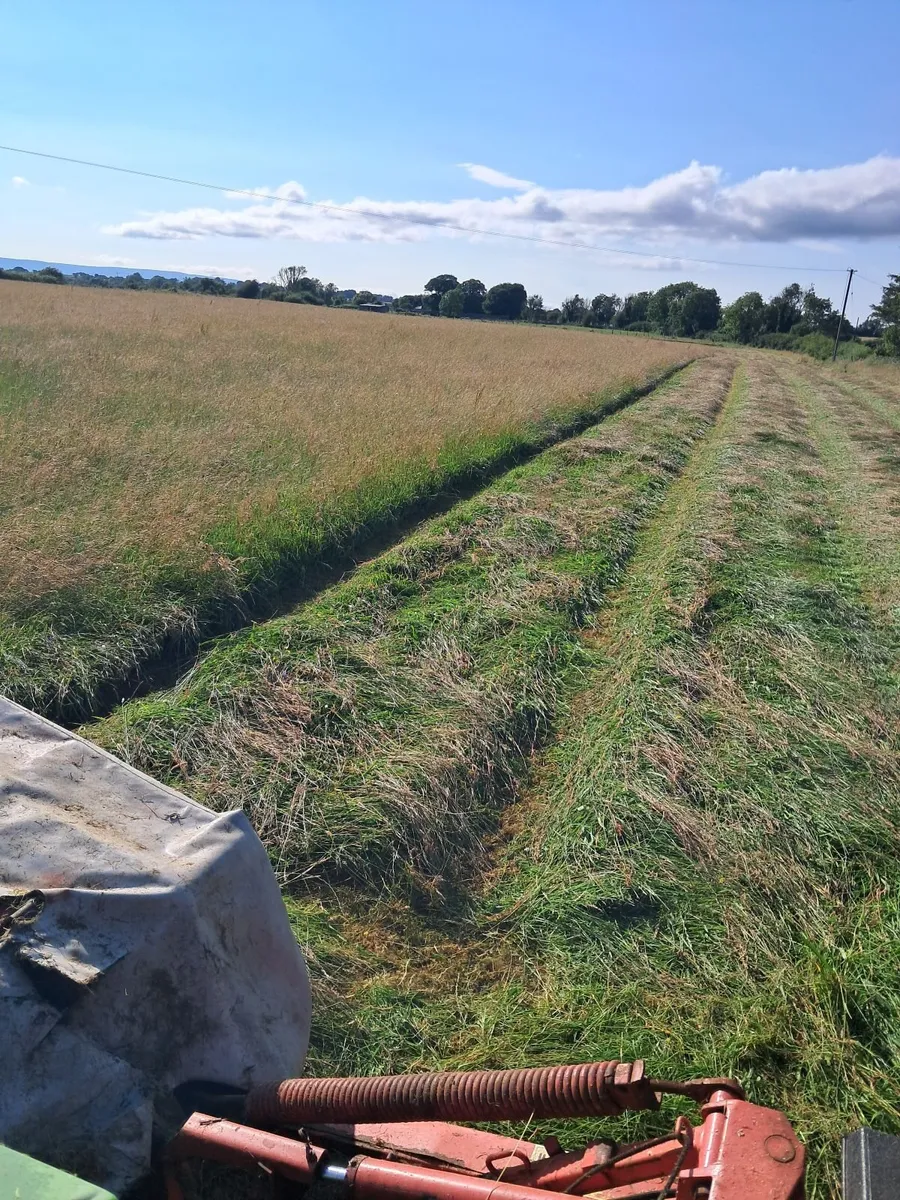 Hay - Image 3