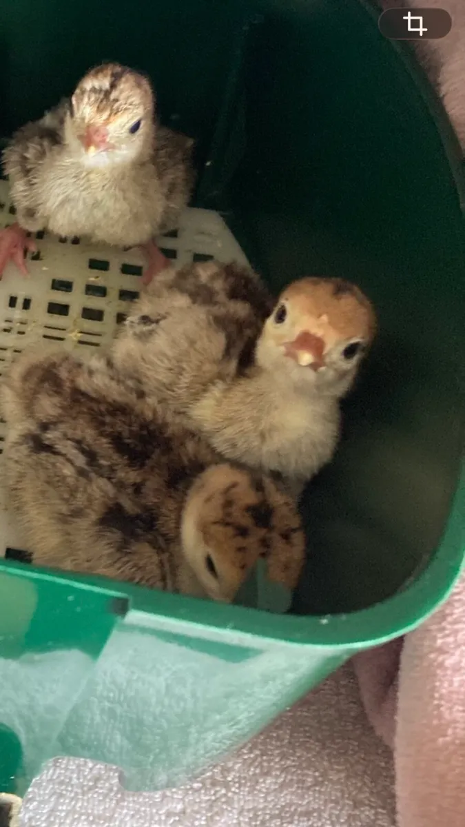 Turkey chicks for sale - Image 1