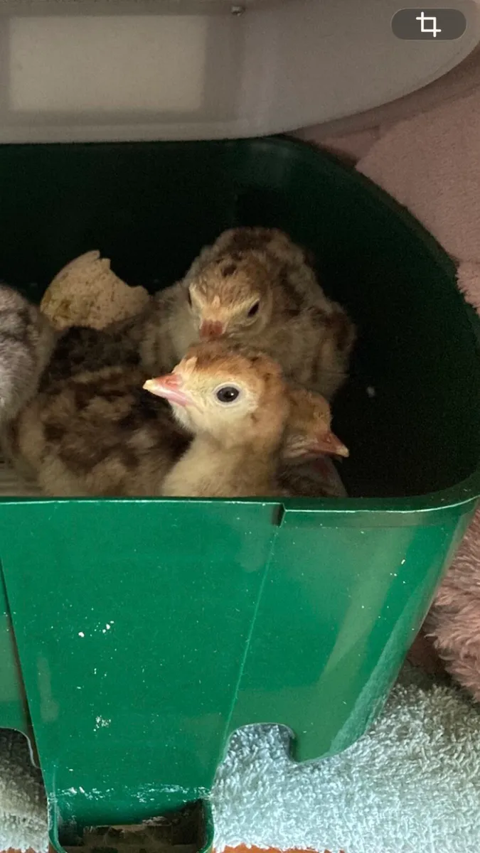 Turkey chicks for sale - Image 2
