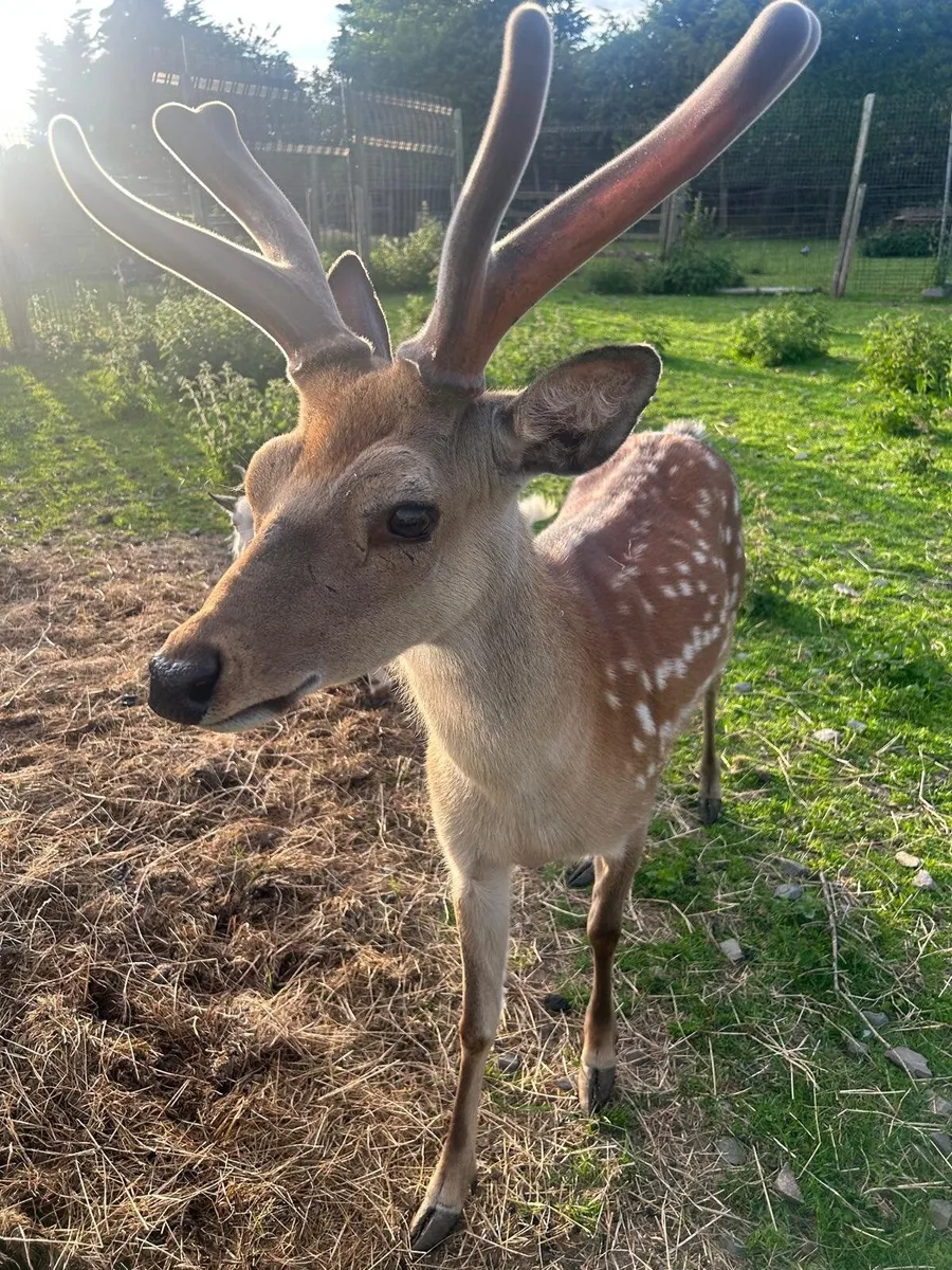 Deer - Image 1