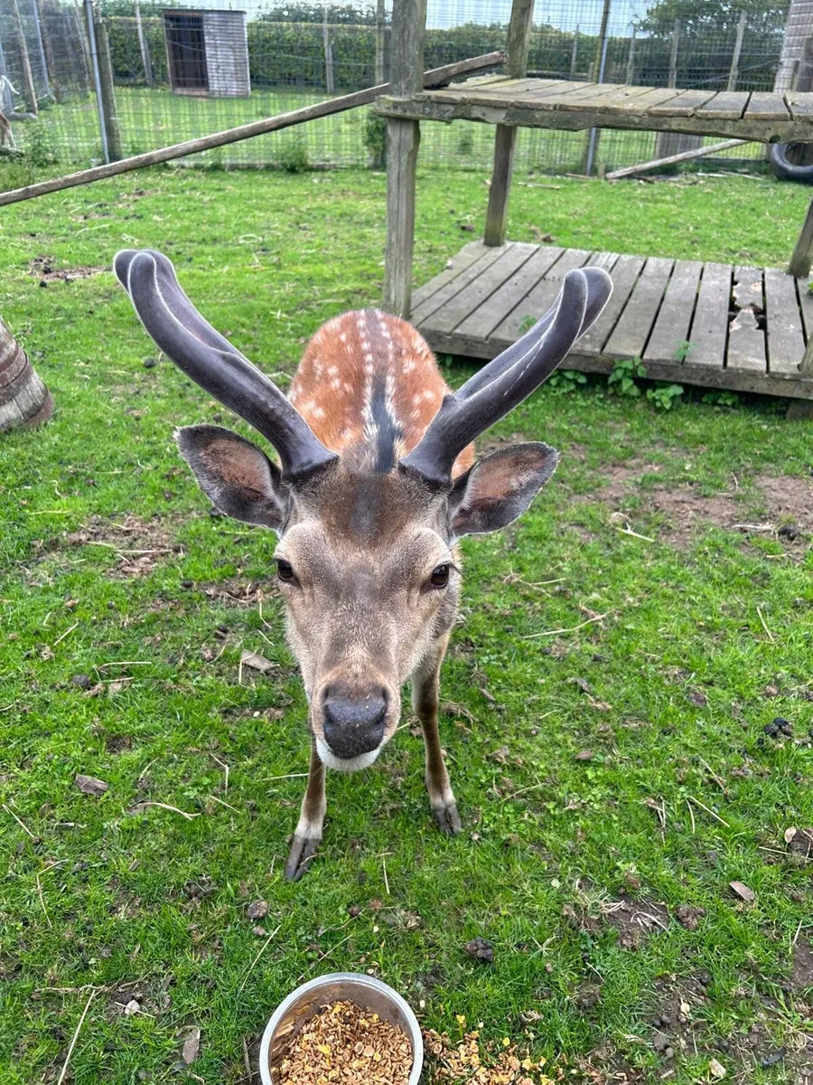 Deer - Image 2