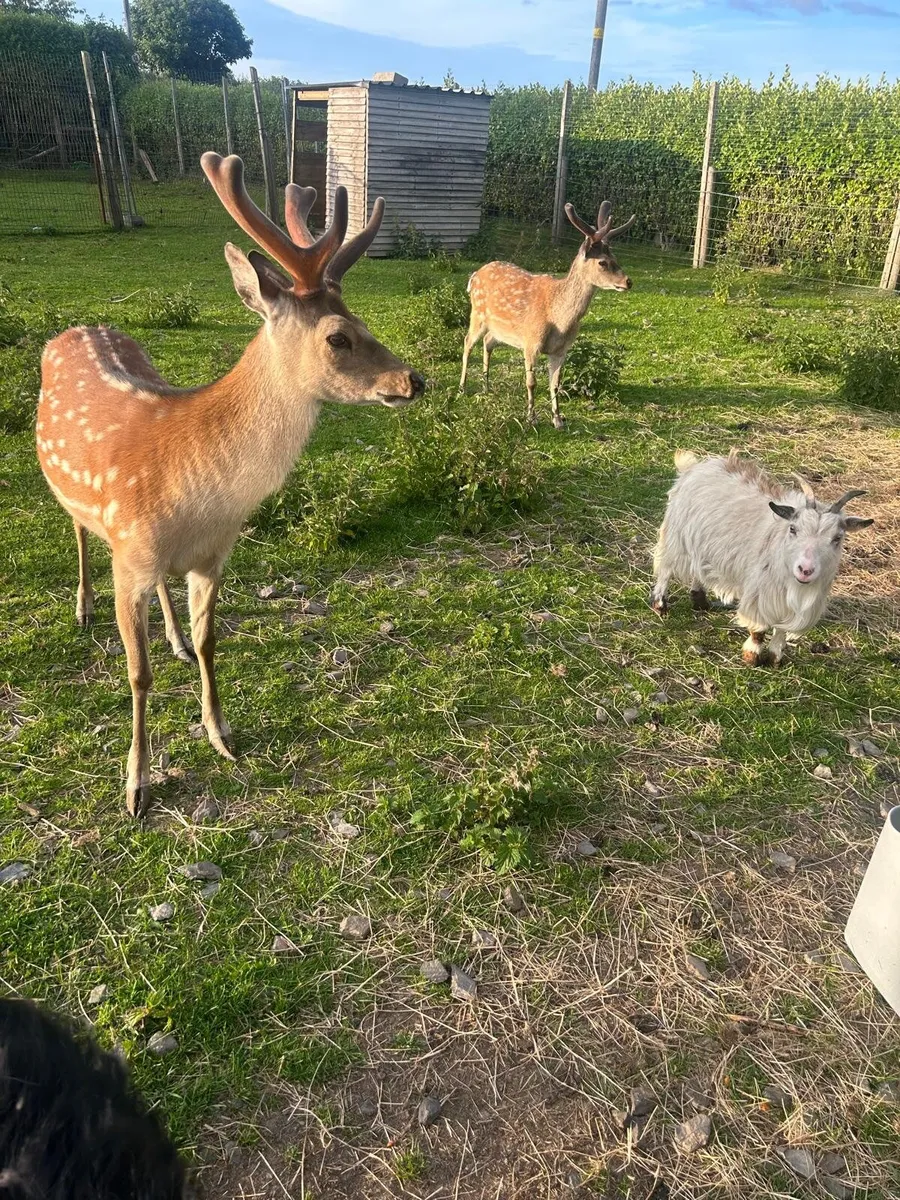 Deer - Image 3