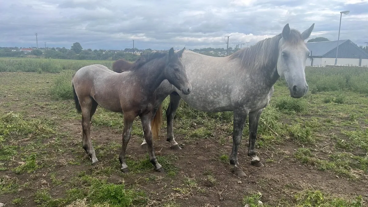 Connemara Colt foals - Image 3