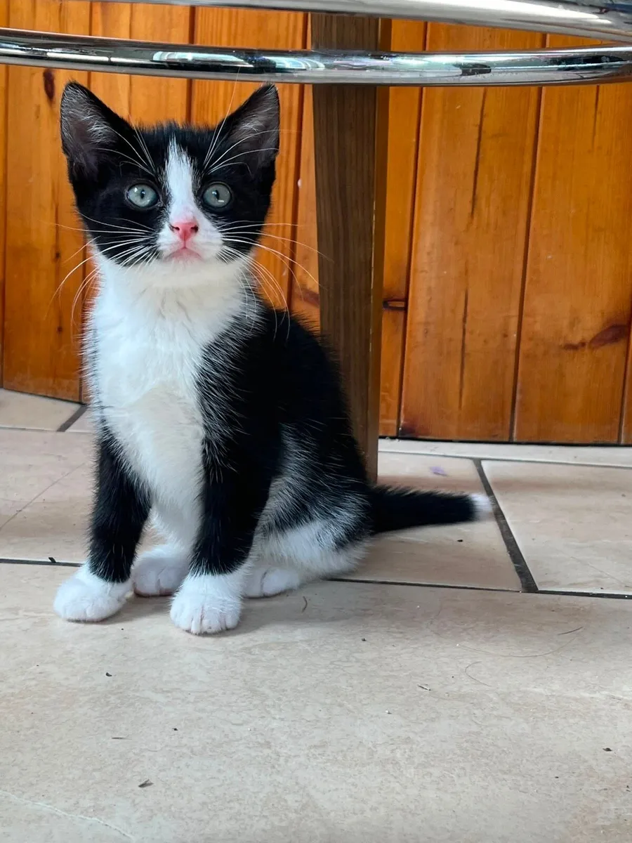 Kittens - Image 1