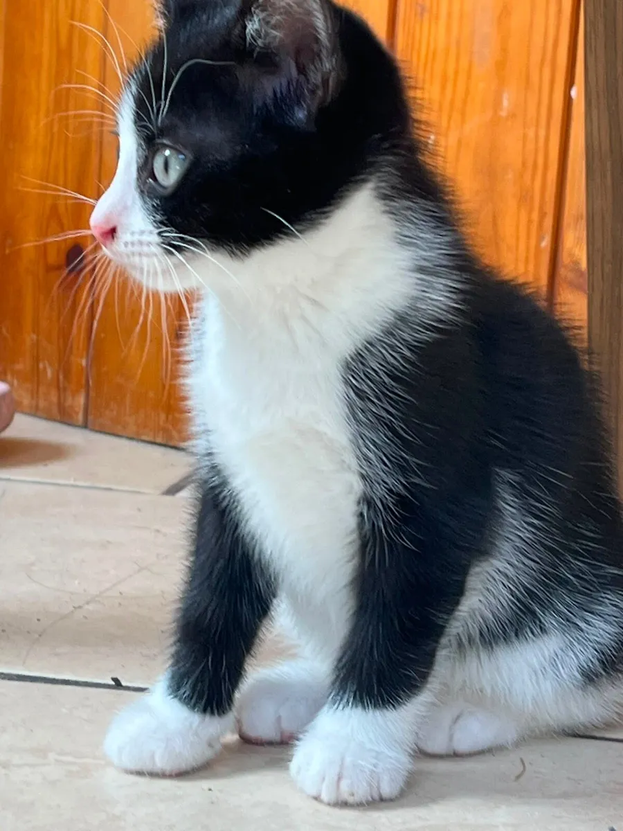 Kittens - Image 2