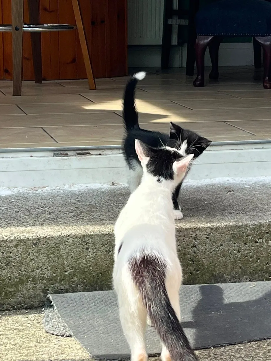 Kittens - Image 3