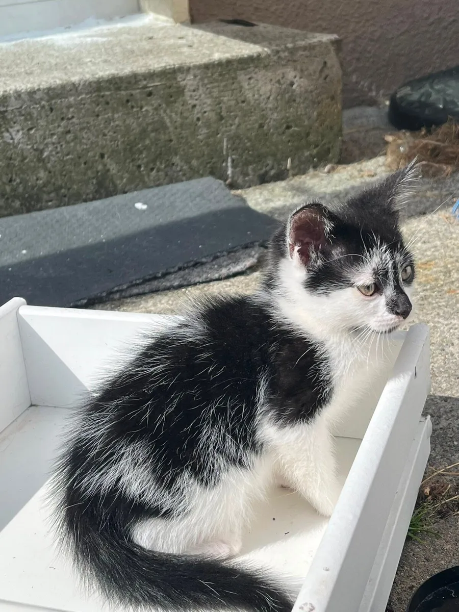 Kittens - Image 4