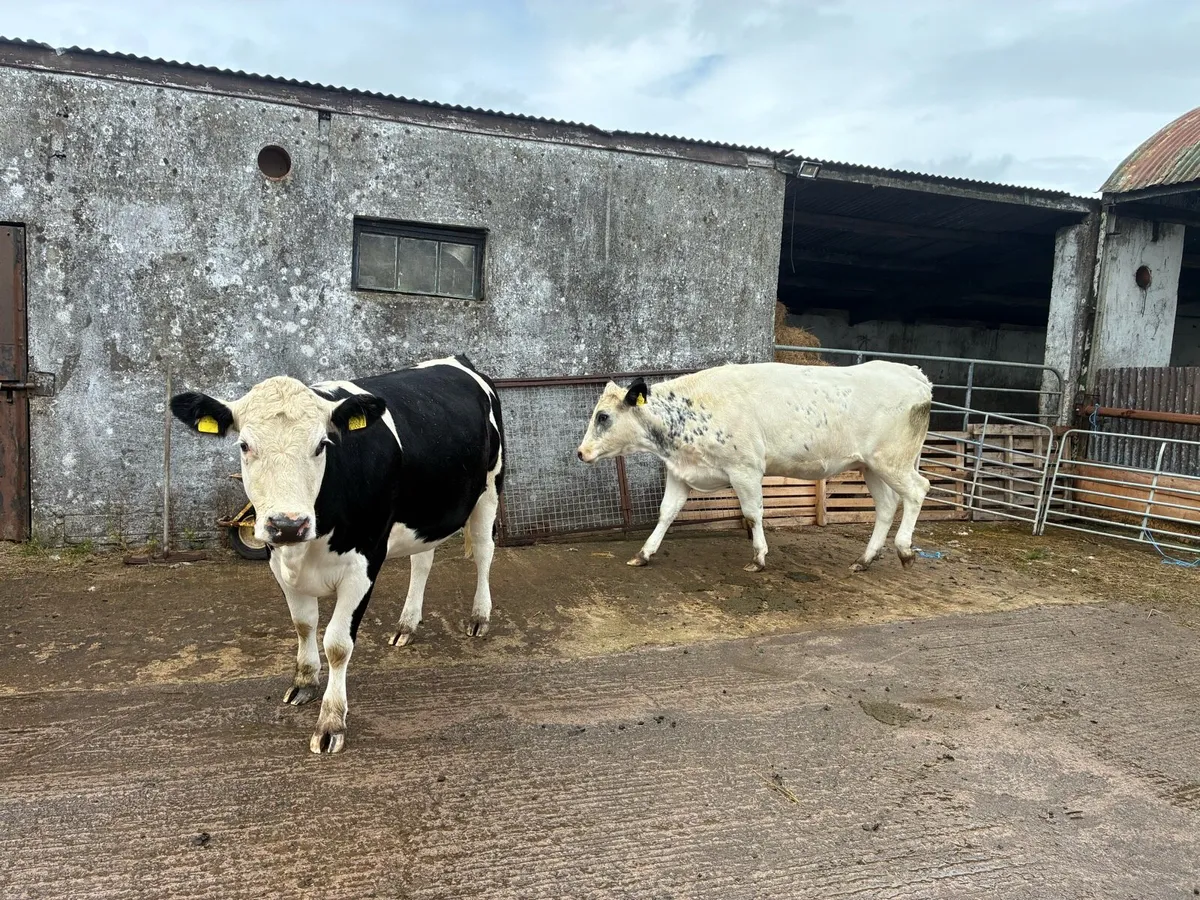 6x In Calve Heifers - Image 2