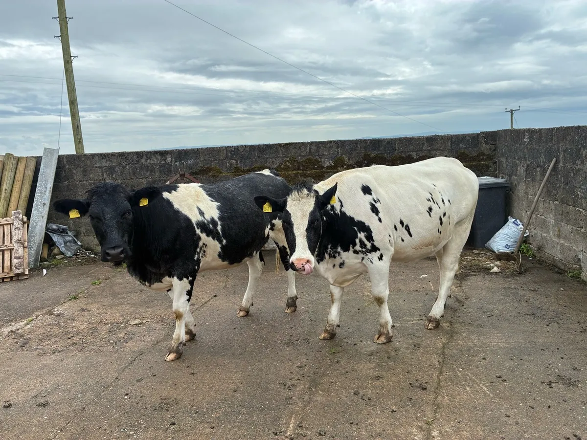 6x In Calve Heifers - Image 3