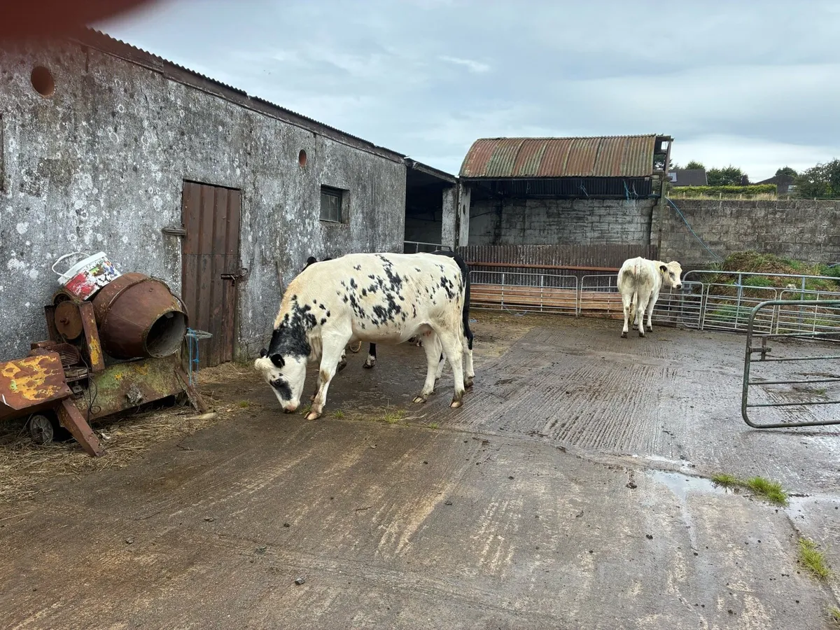 6x In Calve Heifers - Image 4