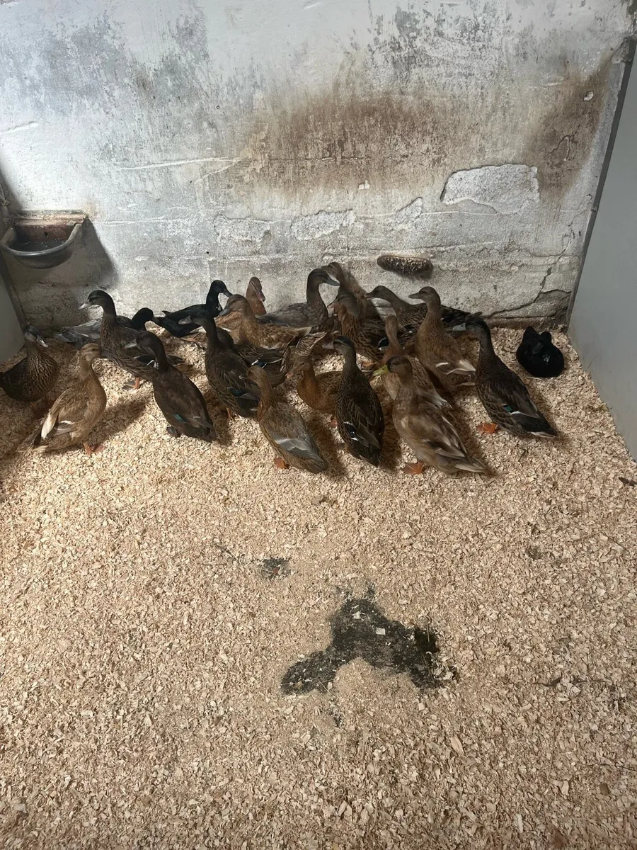 Duck hens - Image 4