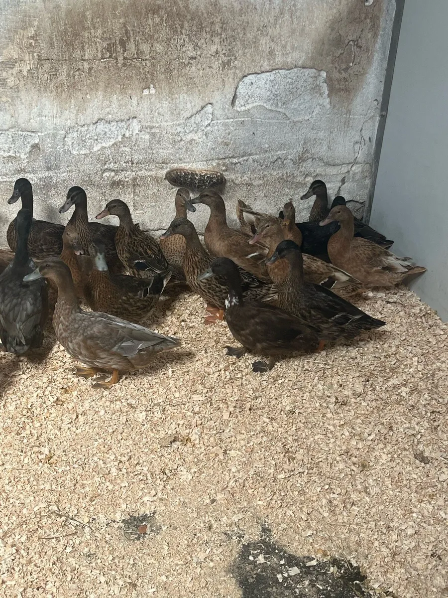 Duck hens - Image 1