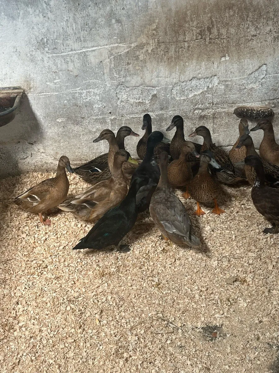 Duck hens - Image 2