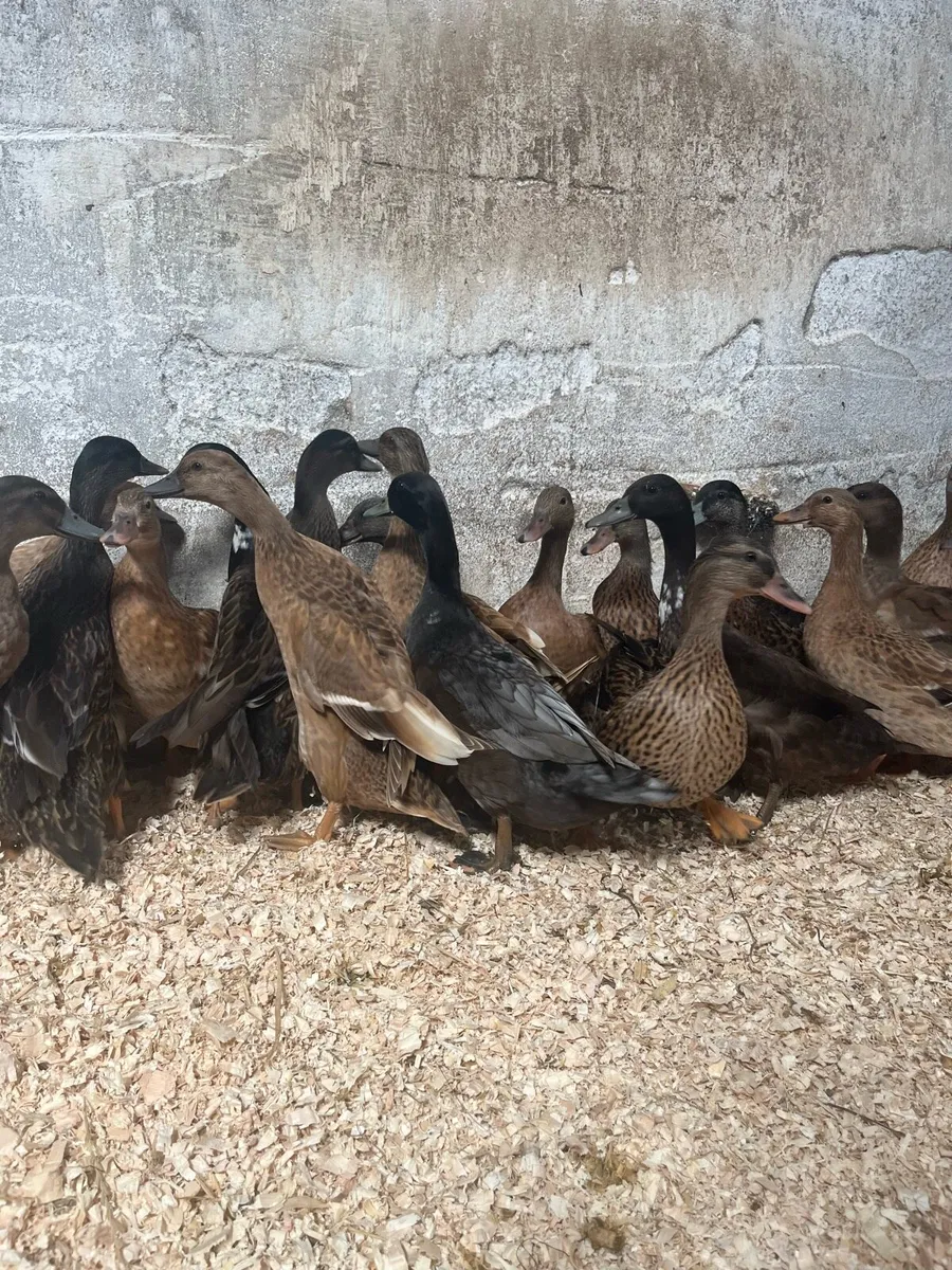Duck hens - Image 3