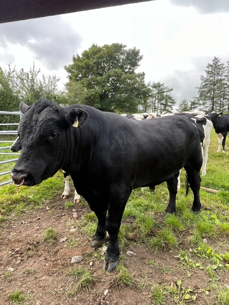 Aberdeen Angus Bull - Image 2