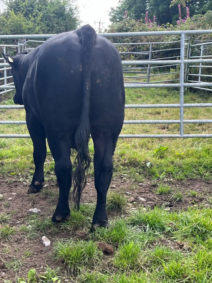 Aberdeen Angus Bull - Image 3
