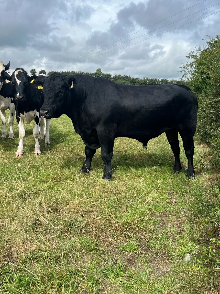 Aberdeen Angus Bull - Image 1