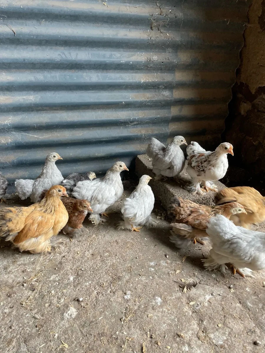 Poultry - Image 3