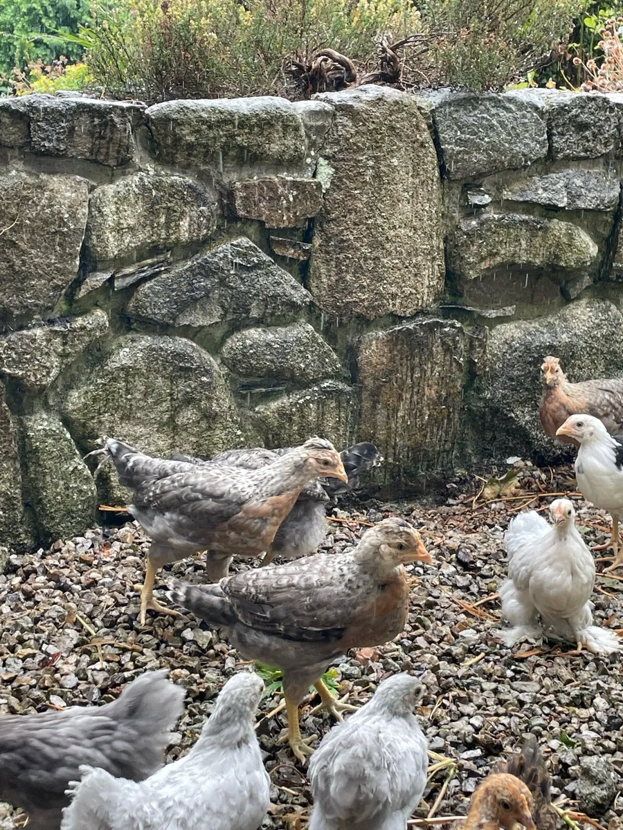 Poultry - Image 4