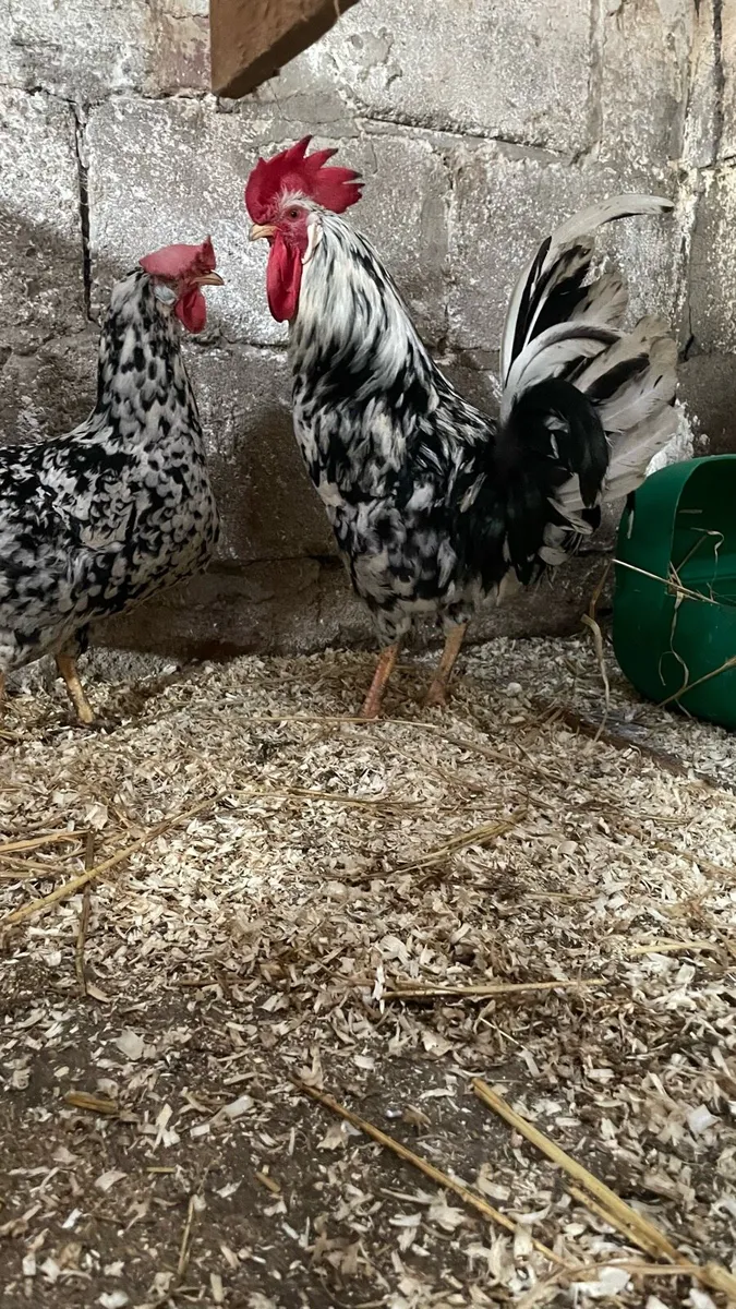 Poultry - Image 1
