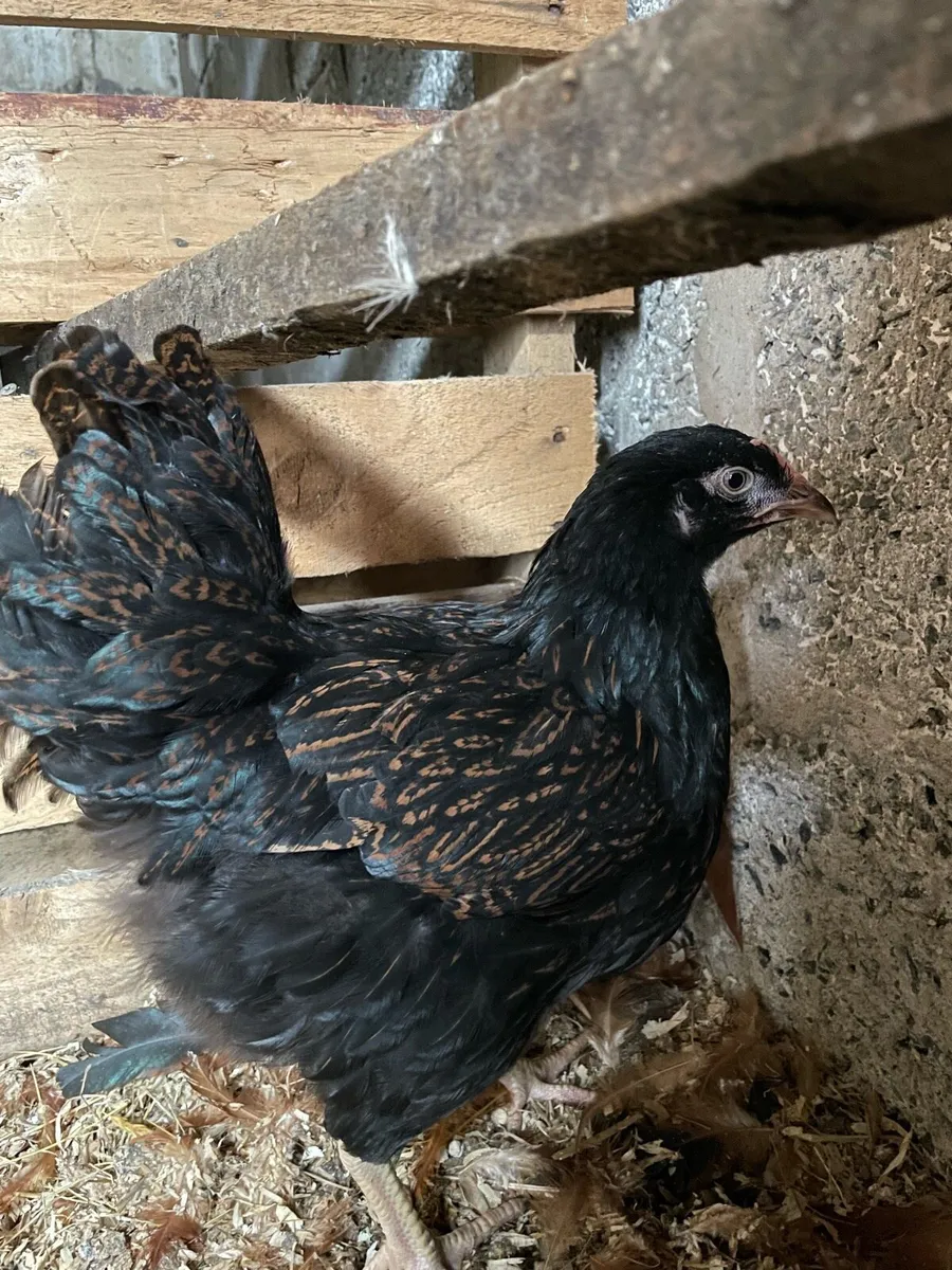 Poultry - Image 2
