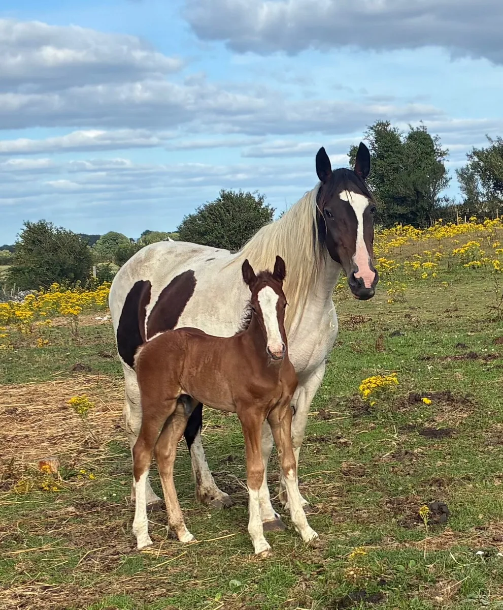 Mare and foal - Image 1