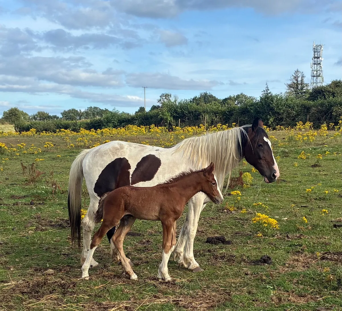 Mare and foal - Image 2