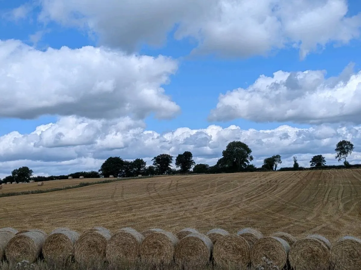 Straw - Image 2