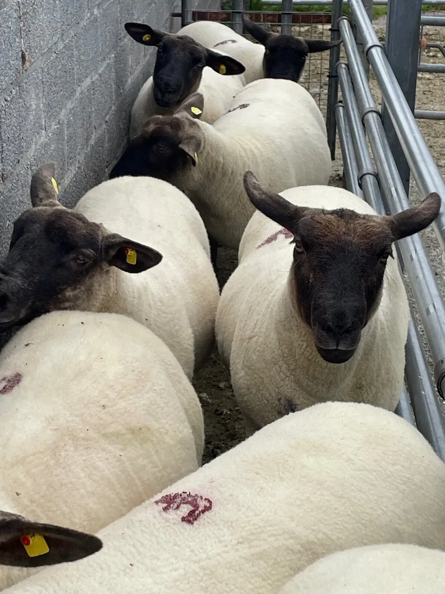 Suffock Ewe Hoggetts - Image 4